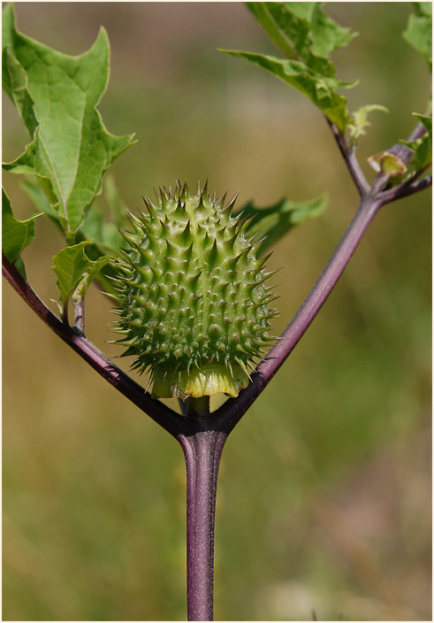 Stechapfel (Datura stramonium)