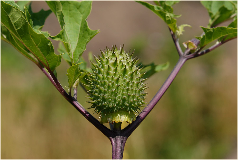 Stechapfel (Datura stramonium)