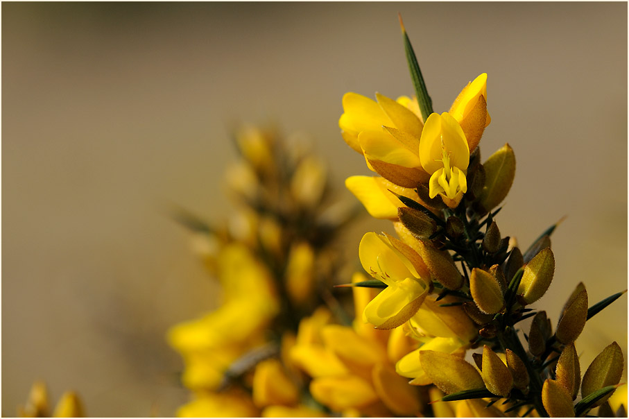 Stechginster (Ulex europaeus)