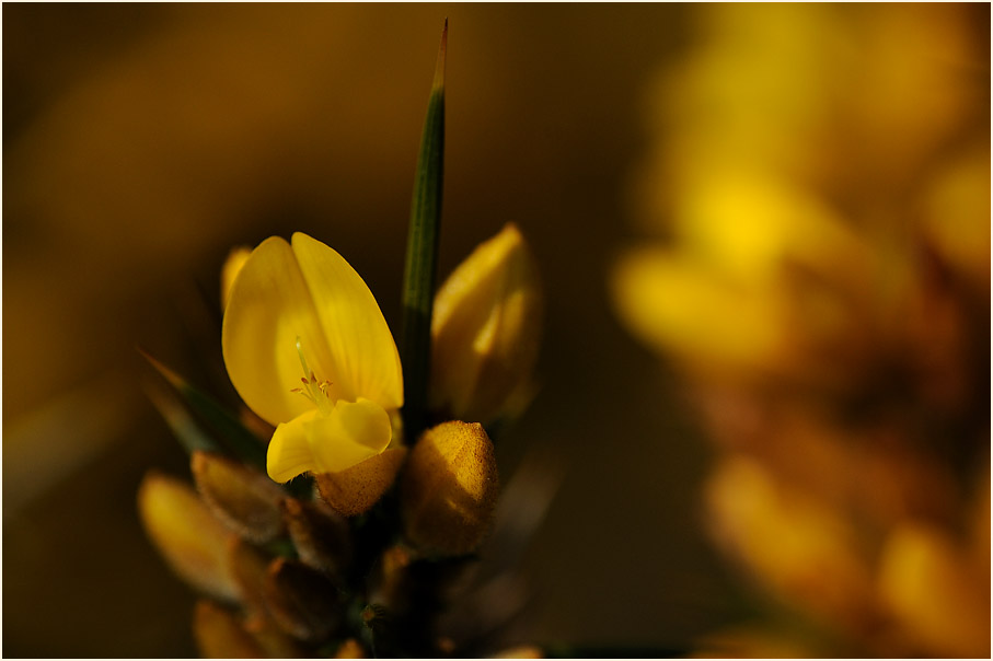 Stechginster (Ulex europaeus)