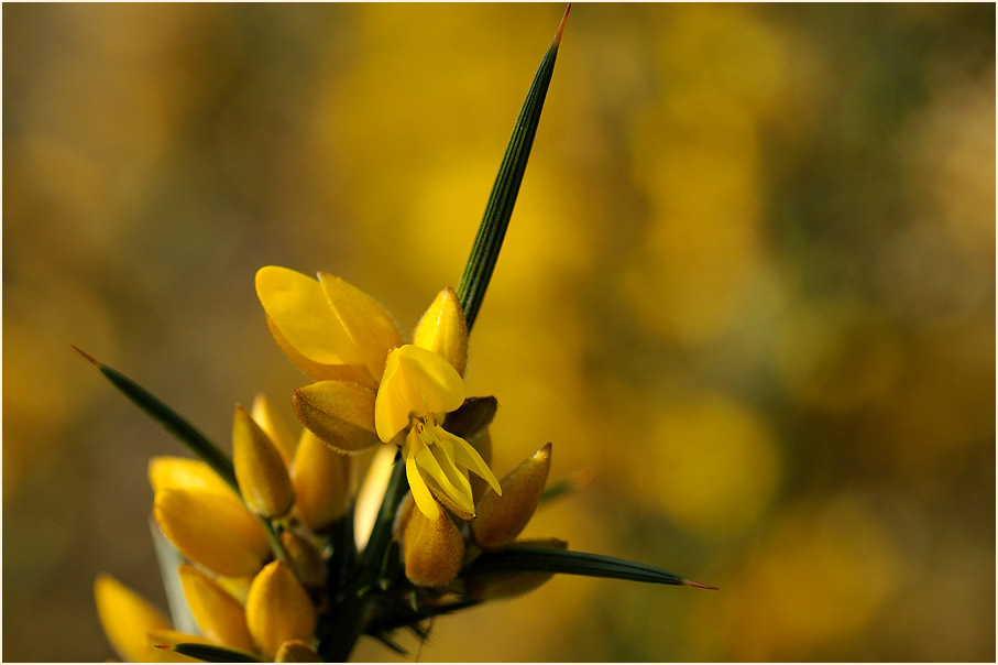 Stechginster (Ulex europaeus)