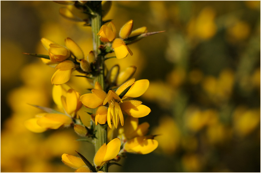 Stechginster (Ulex europaeus)