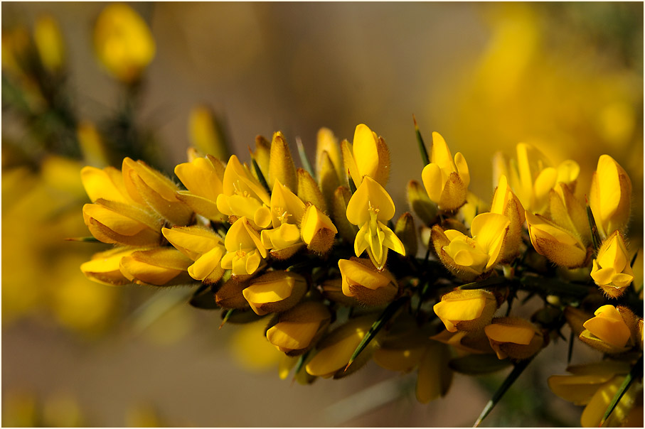 Stechginster (Ulex europaeus)