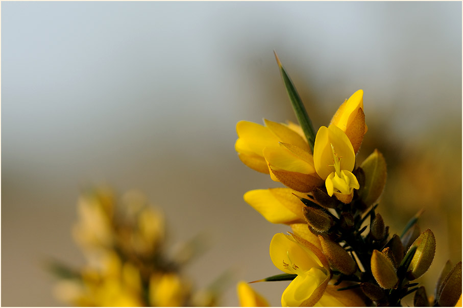 Stechginster (Ulex europaeus)