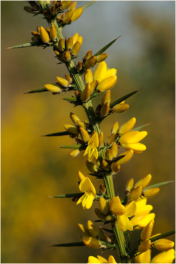 Stechginster (Ulex europaeus)