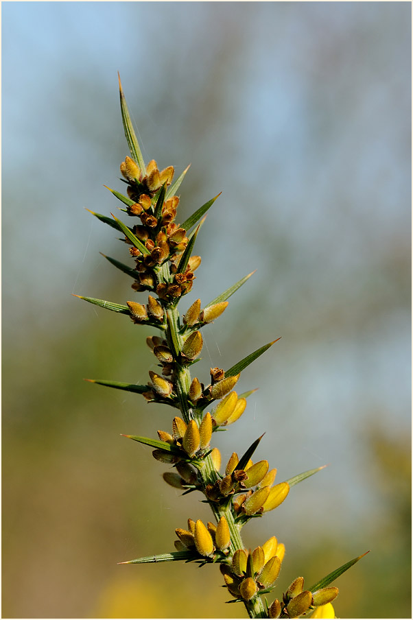 Stechginster (Ulex europaeus)