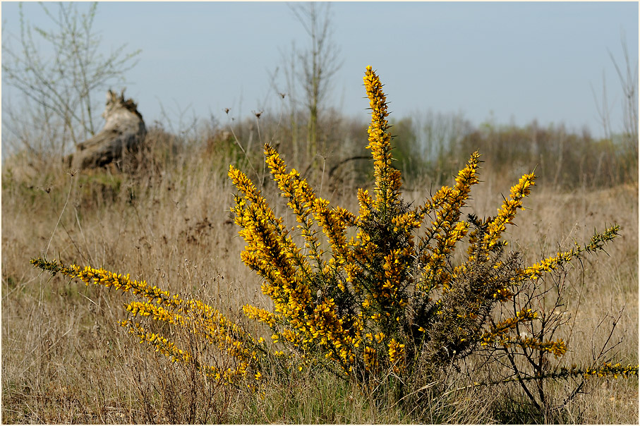 Stechginster (Ulex europaeus)