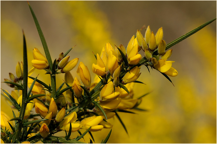 Stechginster (Ulex europaeus)