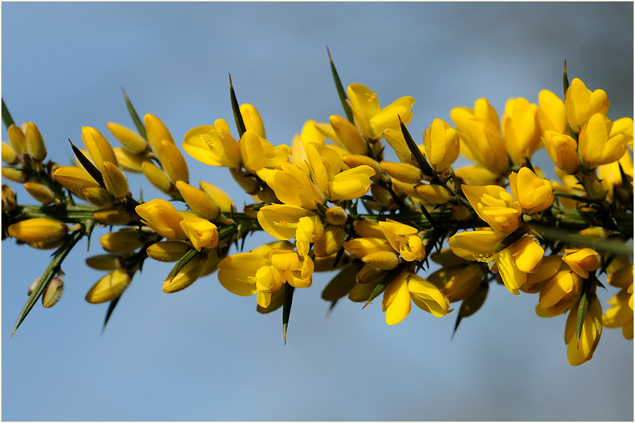 Stechginster (Ulex europaeus)