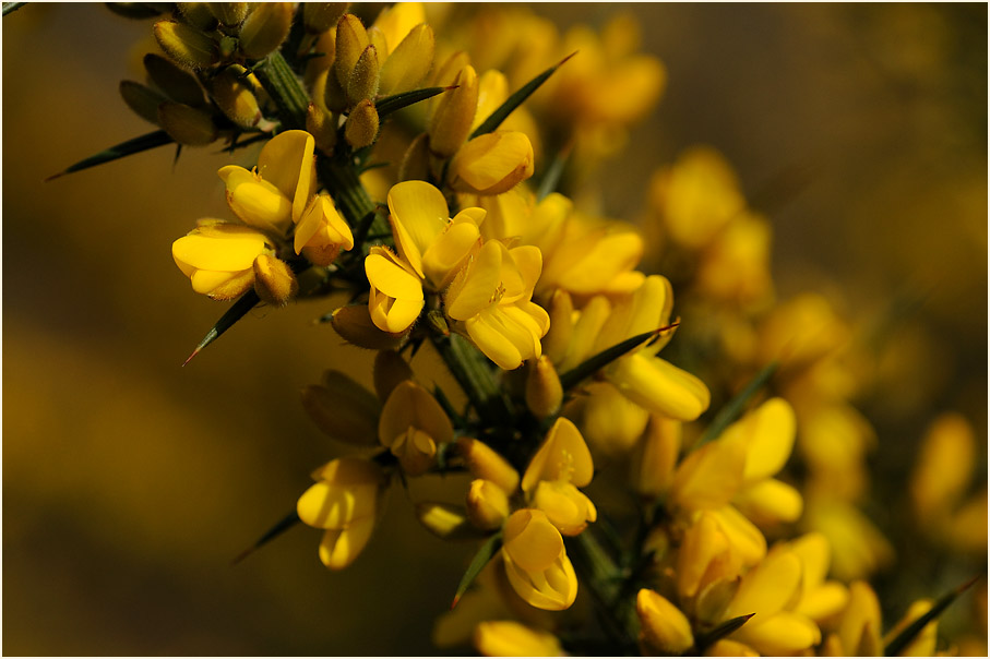 Stechginster (Ulex europaeus)