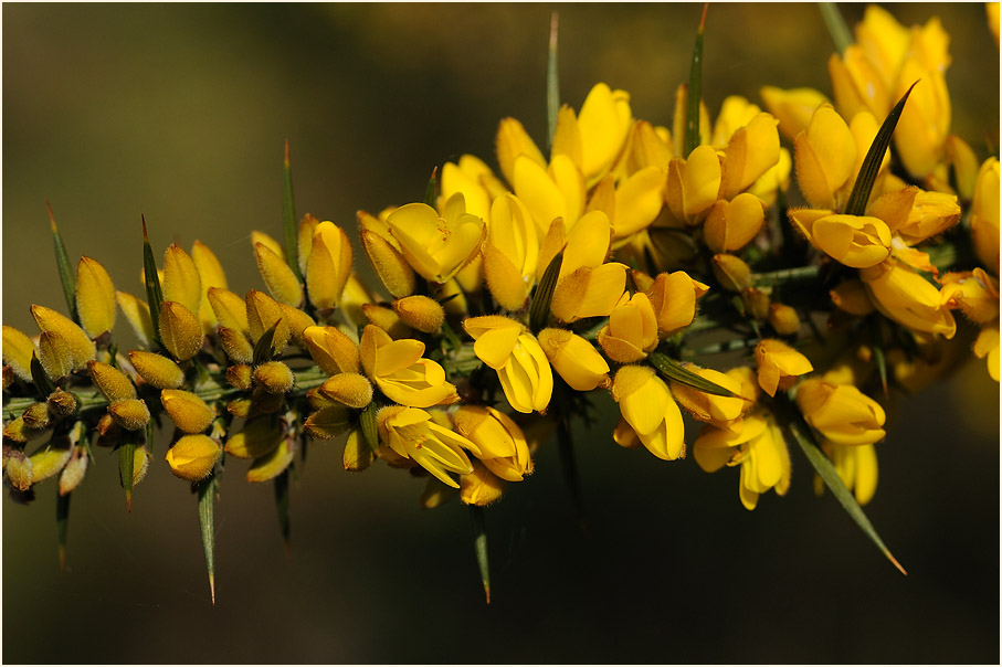 Stechginster (Ulex europaeus)