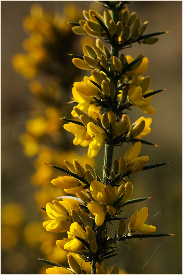 Stechginster (Ulex europaeus)