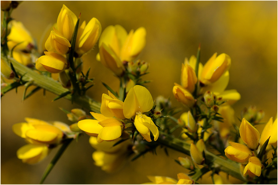 Stechginster (Ulex europaeus)