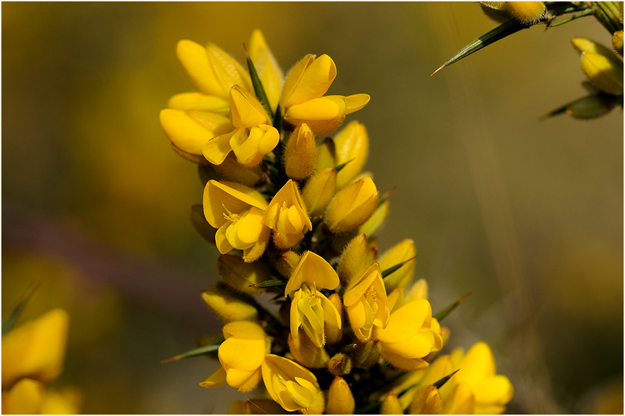 Stechginster (Ulex europaeus)