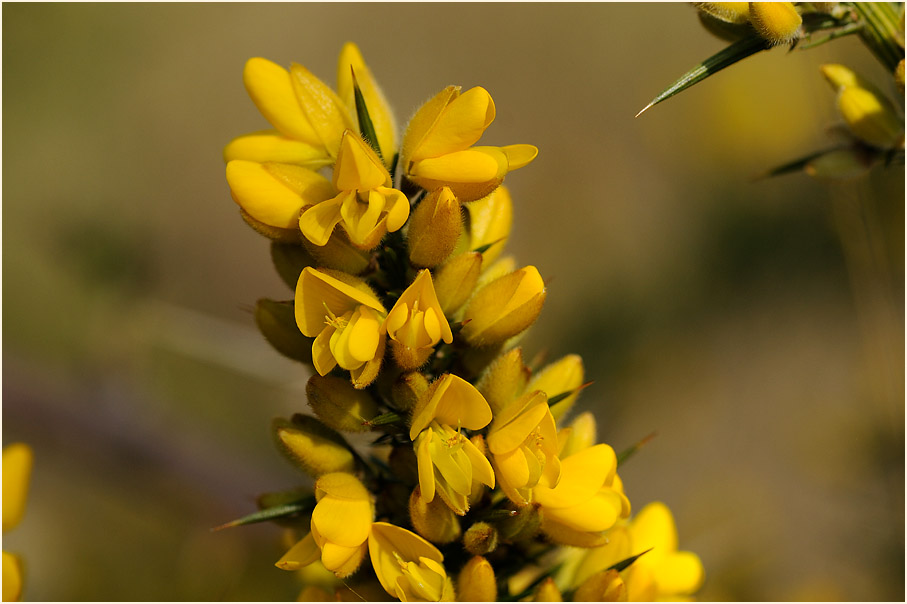 Stechginster (Ulex europaeus)