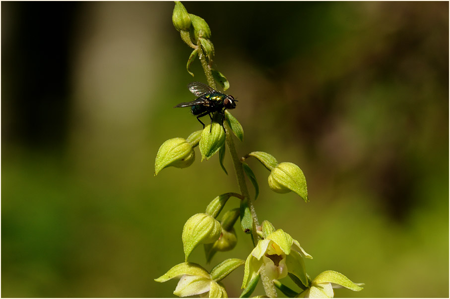 Breitblättrige Stendelwurz (Epipactis helleborine)