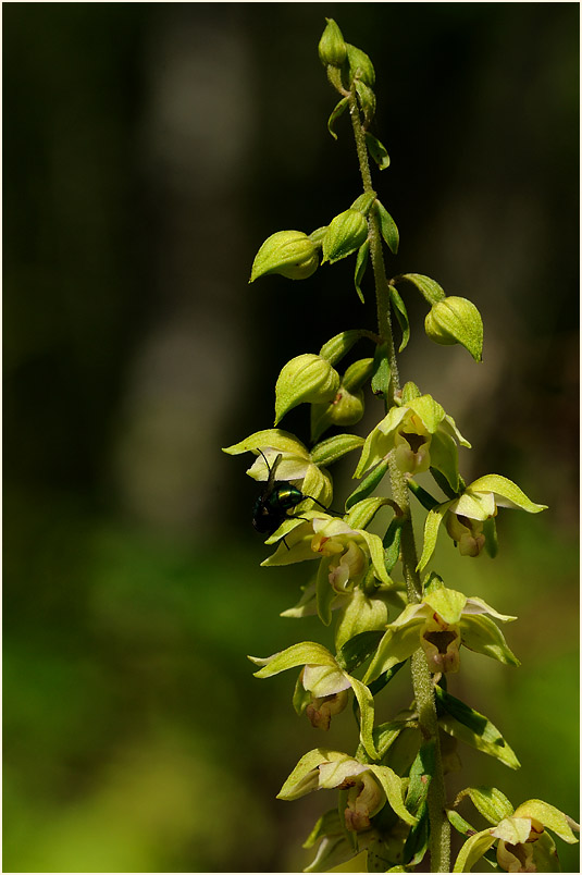 Breitblättrige Stendelwurz (Epipactis helleborine)