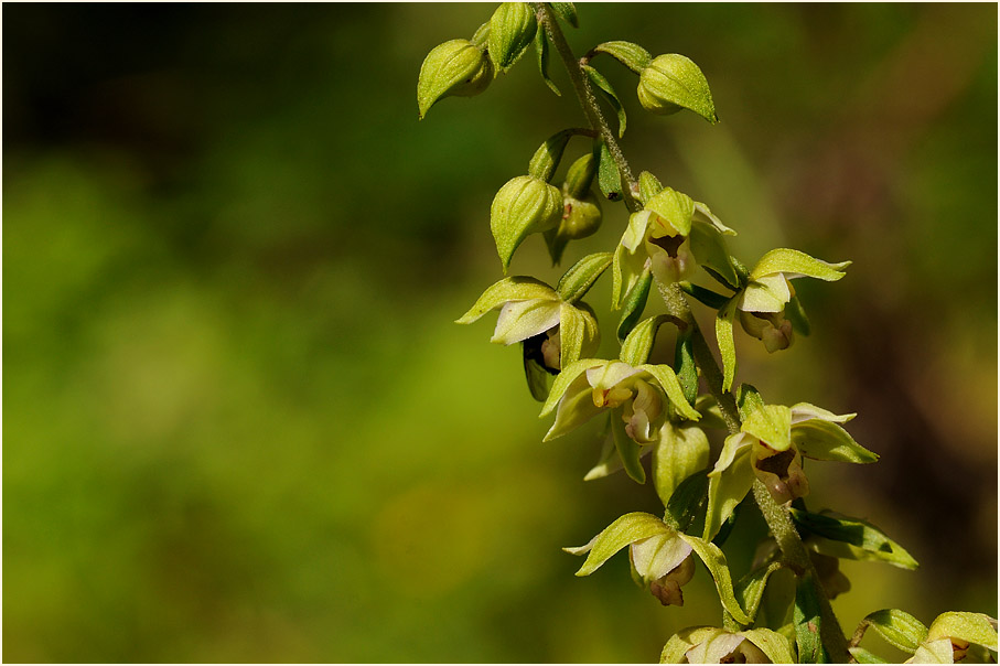 Breitblättrige Stendelwurz (Epipactis helleborine)