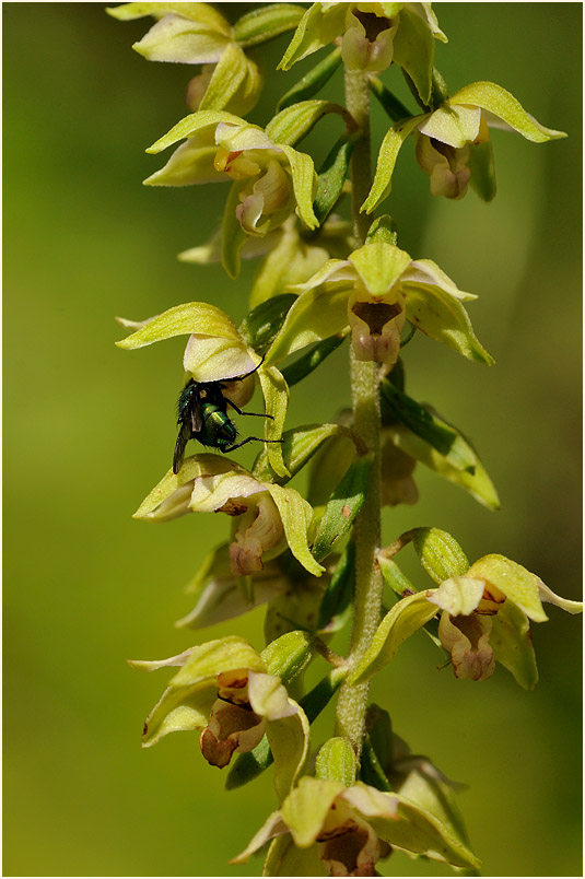 Breitblättrige Stendelwurz (Epipactis helleborine)