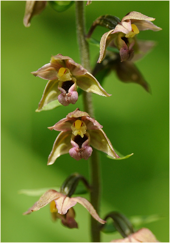 Breitblättrige Stendelwurz (Epipactis helleborine)