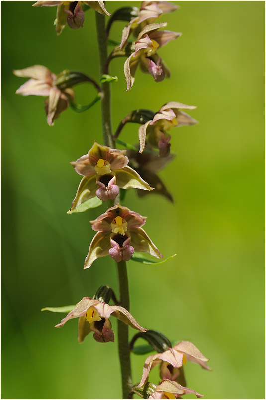 Breitblättrige Stendelwurz (Epipactis helleborine)