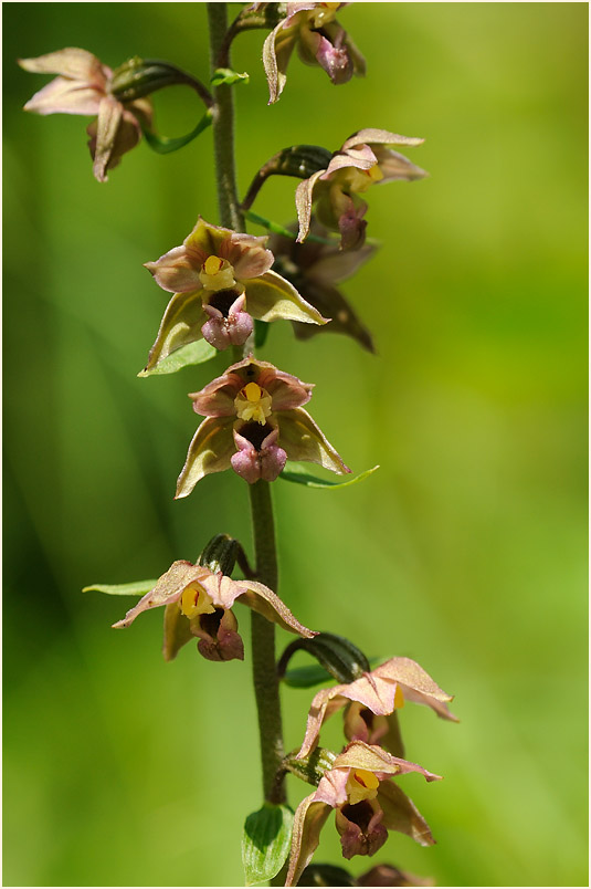 Breitblättrige Stendelwurz (Epipactis helleborine)