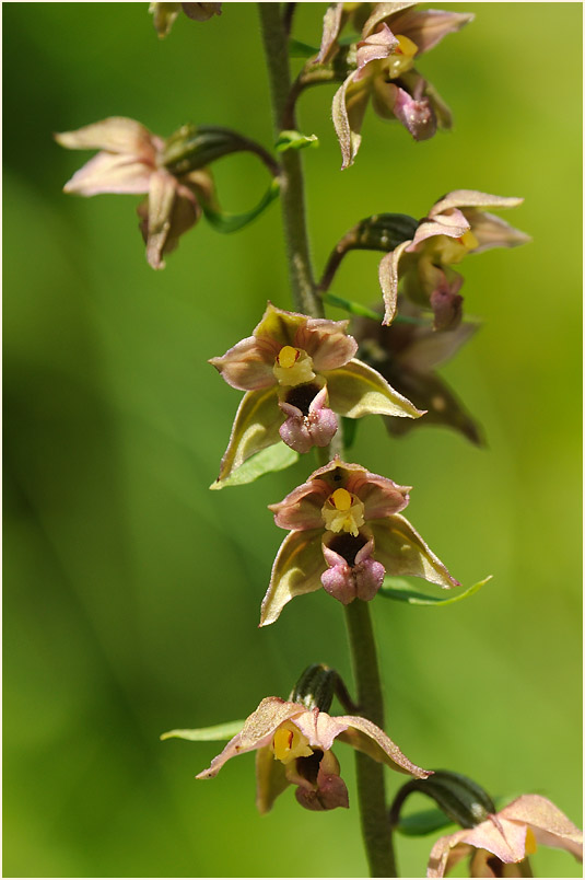 Breitblättrige Stendelwurz (Epipactis helleborine)