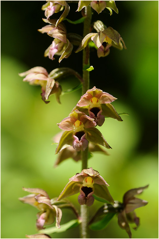 Breitblättrige Stendelwurz (Epipactis helleborine)