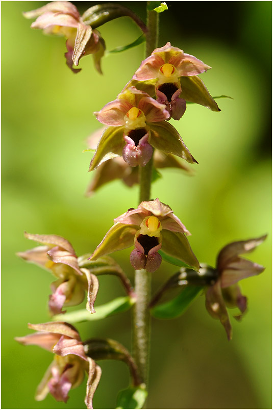 Breitblättrige Stendelwurz (Epipactis helleborine)