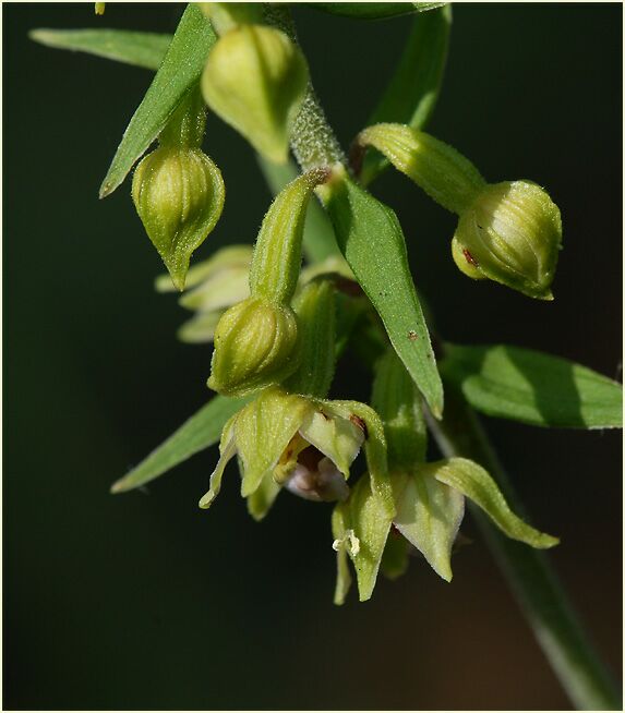 Breitblättrige Stendelwurz (Epipactis helleborine)