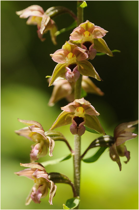 Breitblättrige Stendelwurz (Epipactis helleborine)