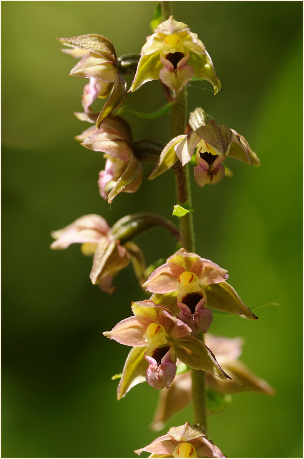 Breitblättrige Stendelwurz (Epipactis helleborine)