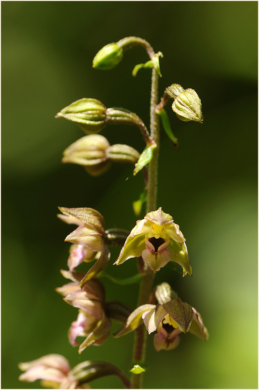 Breitblättrige Stendelwurz (Epipactis helleborine)