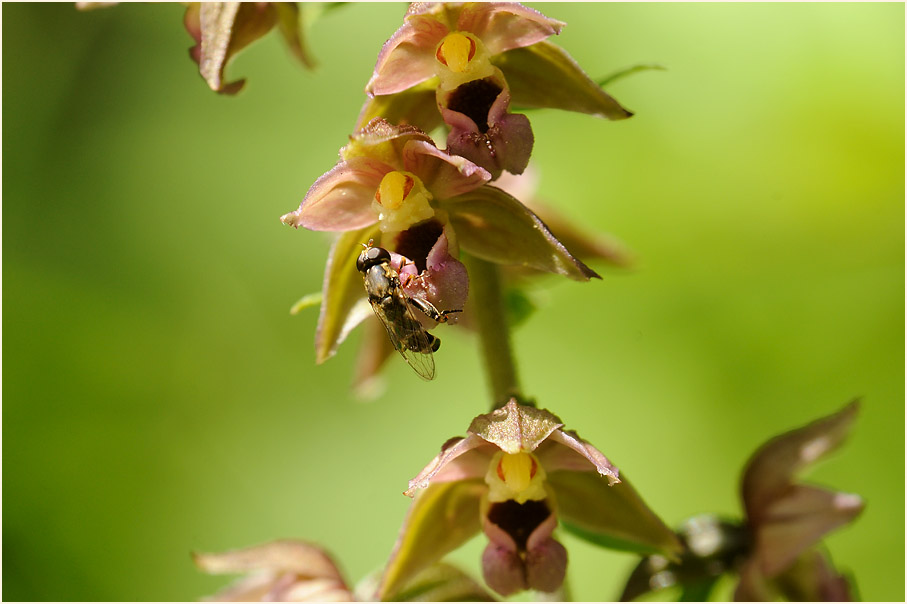 Breitblättrige Stendelwurz (Epipactis helleborine)