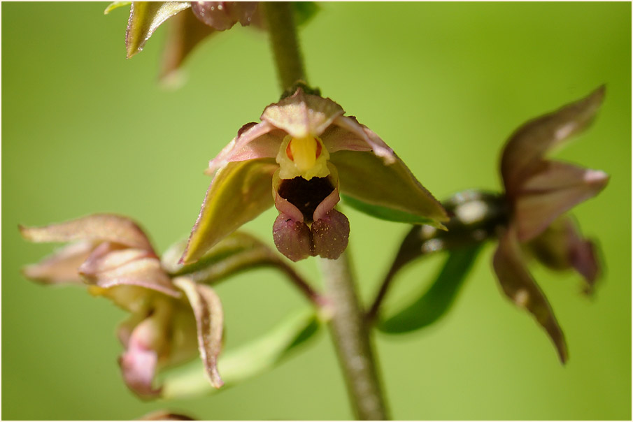 Breitblättrige Stendelwurz (Epipactis helleborine)