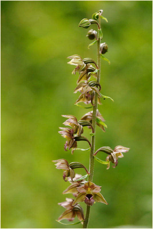 Breitblättrige Stendelwurz (Epipactis helleborine)