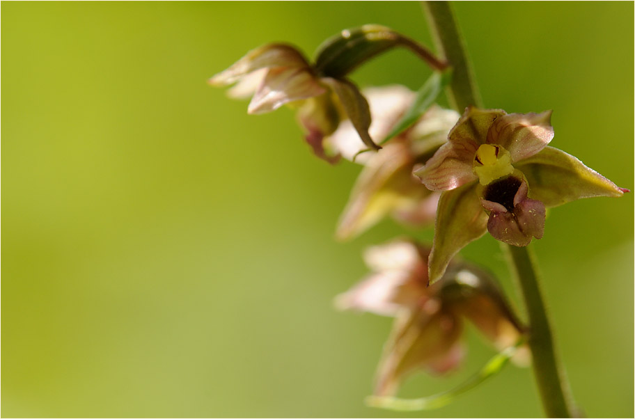 Breitblättrige Stendelwurz (Epipactis helleborine)