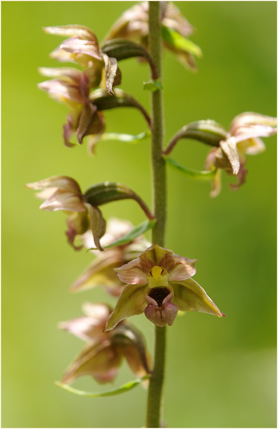 Breitblättrige Stendelwurz (Epipactis helleborine)