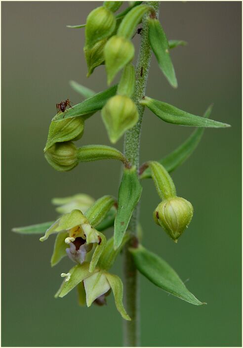 Breitblättrige Stendelwurz (Epipactis helleborine)