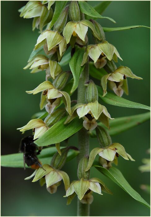 Breitblättrige Stendelwurz (Epipactis helleborine)