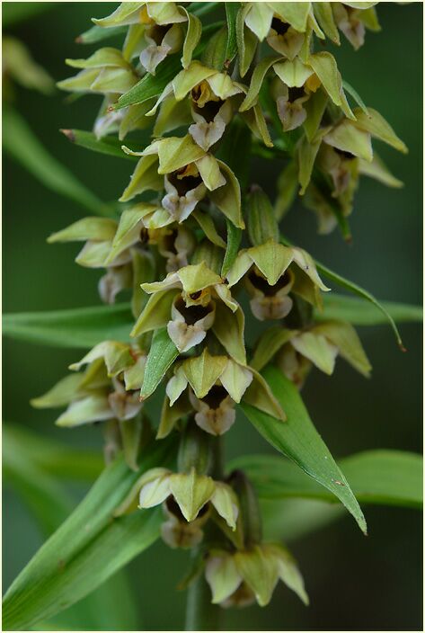Breitblättrige Stendelwurz (Epipactis helleborine)