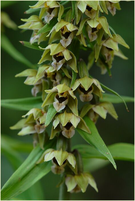 Breitblättrige Stendelwurz (Epipactis helleborine)