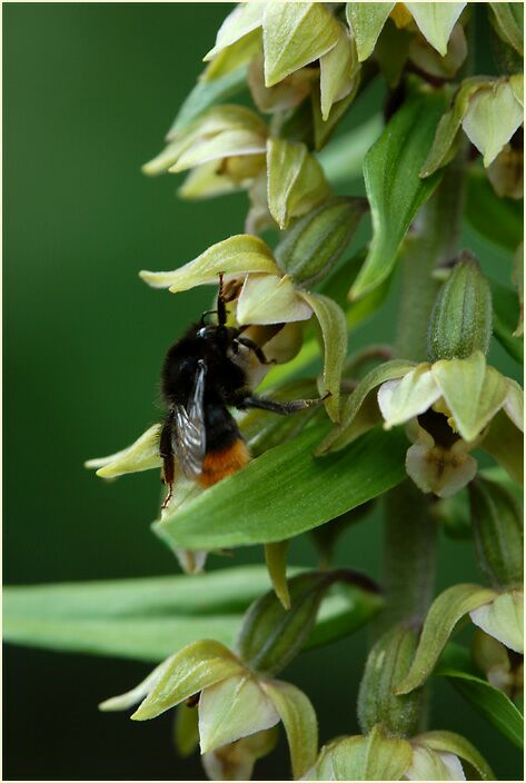 Breitblättrige Stendelwurz (Epipactis helleborine)