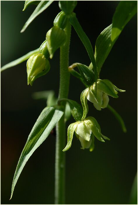 Breitblättrige Stendelwurz (Epipactis helleborine)