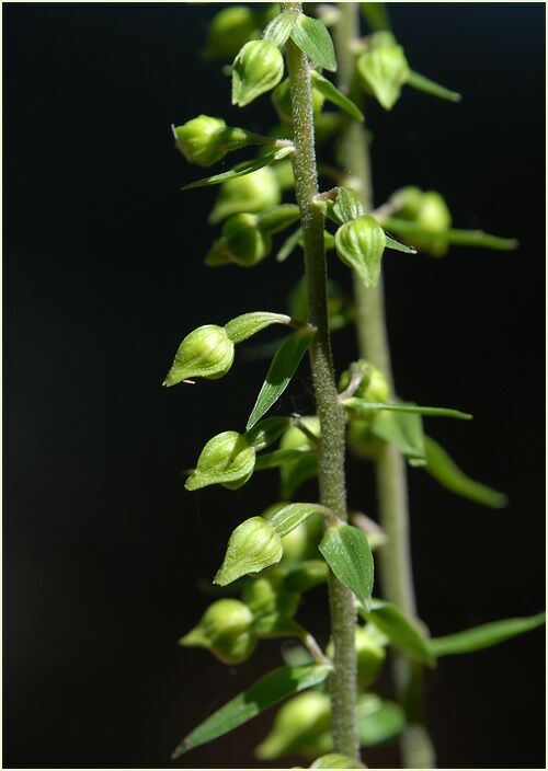 Breitblättrige Stendelwurz (Epipactis helleborine)