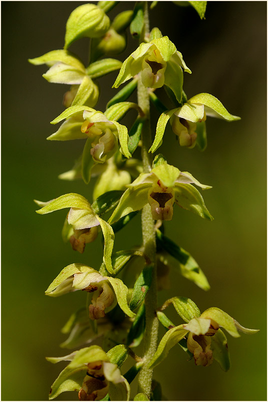 Breitblättrige Stendelwurz (Epipactis helleborine)