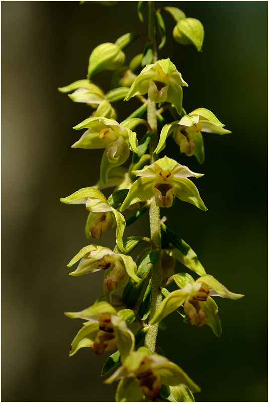 Breitblättrige Stendelwurz (Epipactis helleborine)