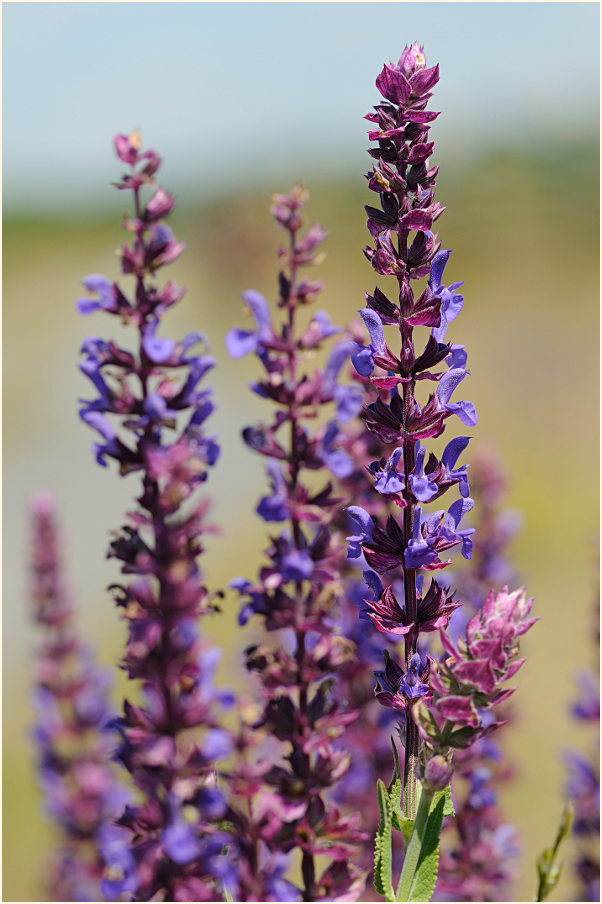 Steppen-Salbei (Salvia nemorosa)