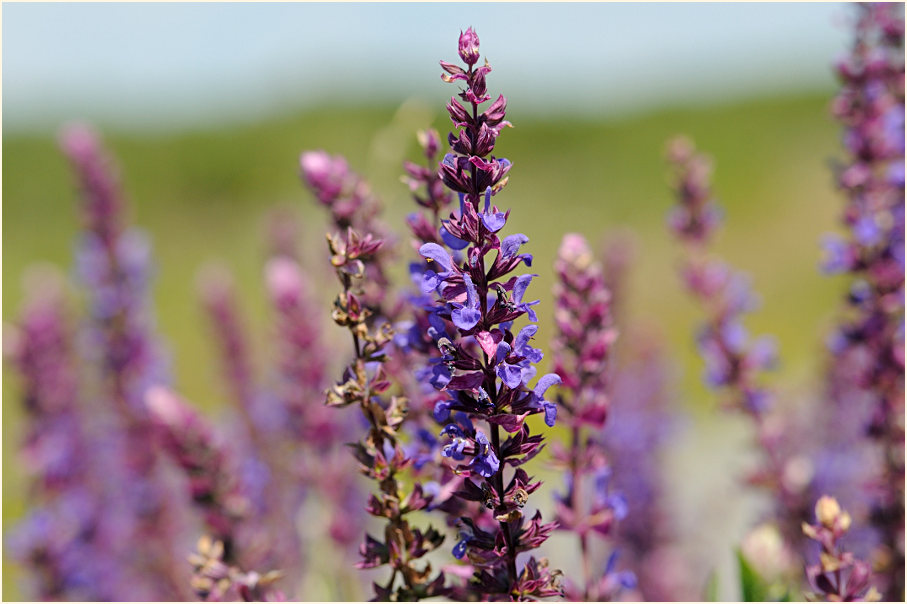 Steppen-Salbei (Salvia nemorosa)