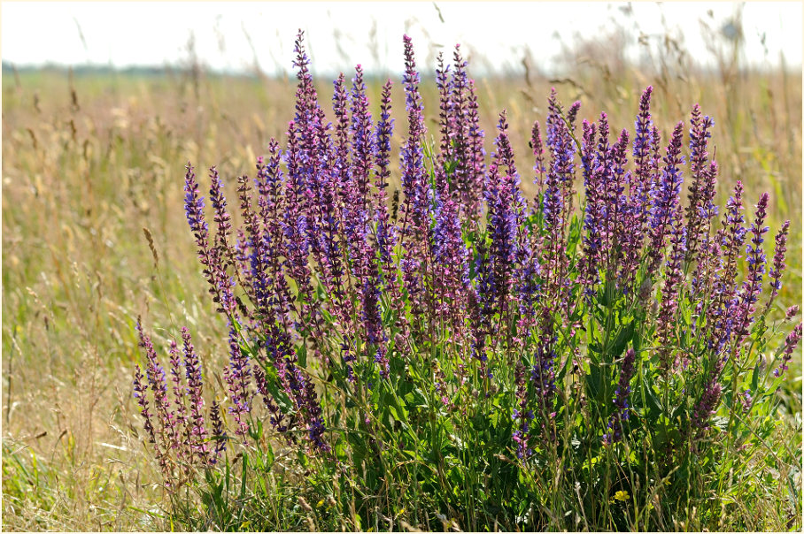 Steppen-Salbei (Salvia nemorosa)